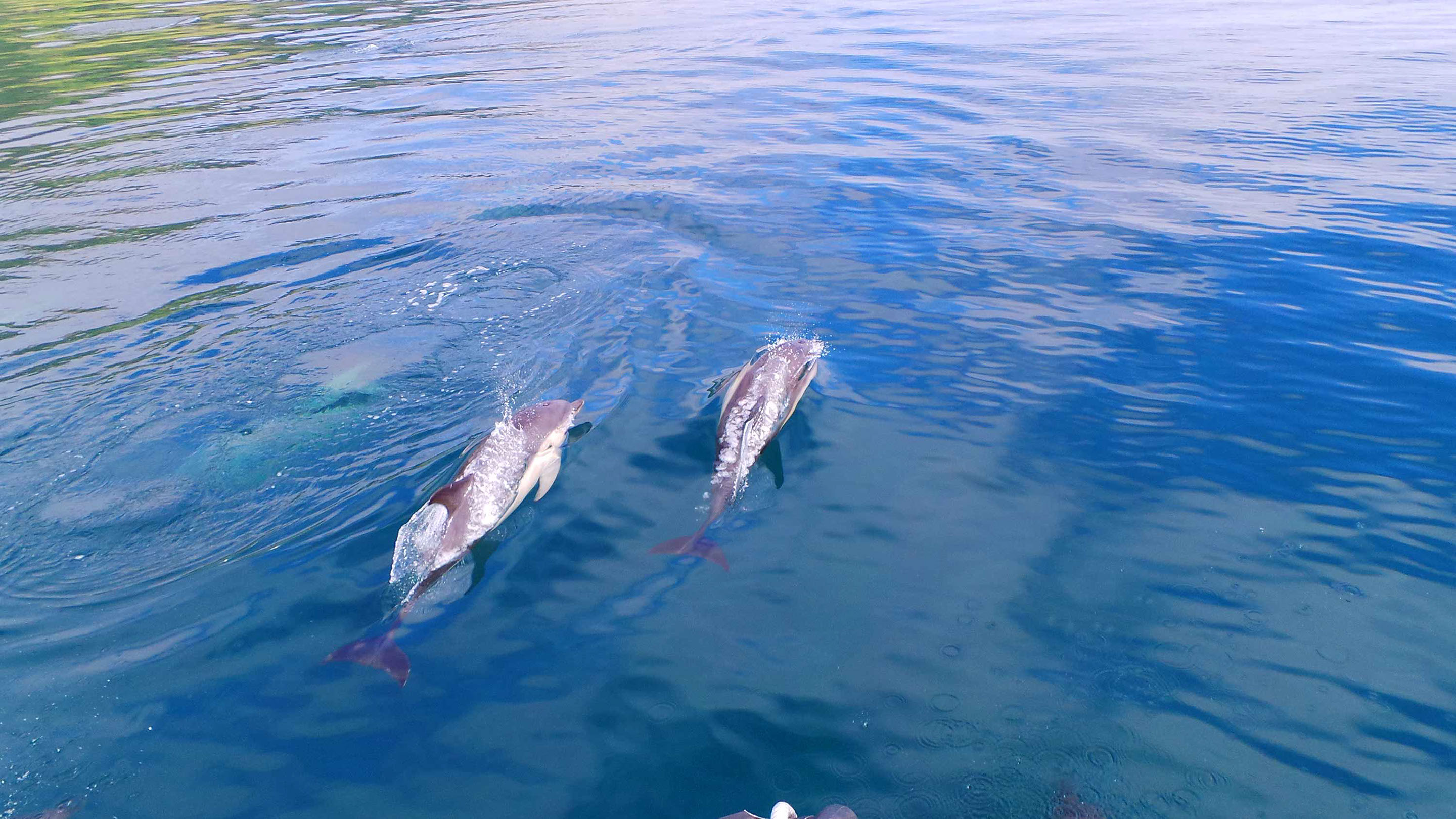 See Dolphins on a tour with Stardust Boat Trips Wildlife Isle of Skye