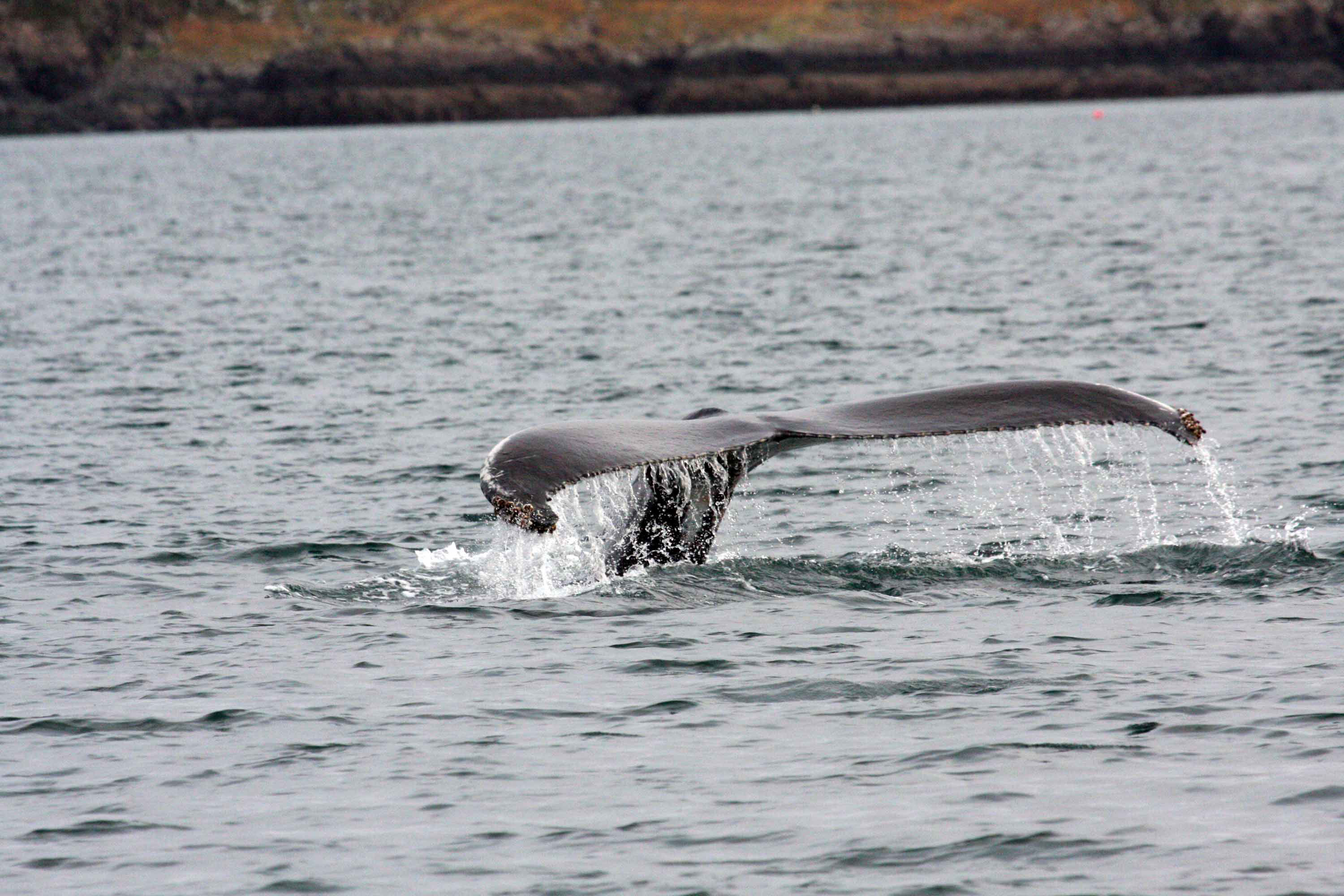 See Whales on a tour with Stardust Boat Trips in Portree on the Isle of Skye