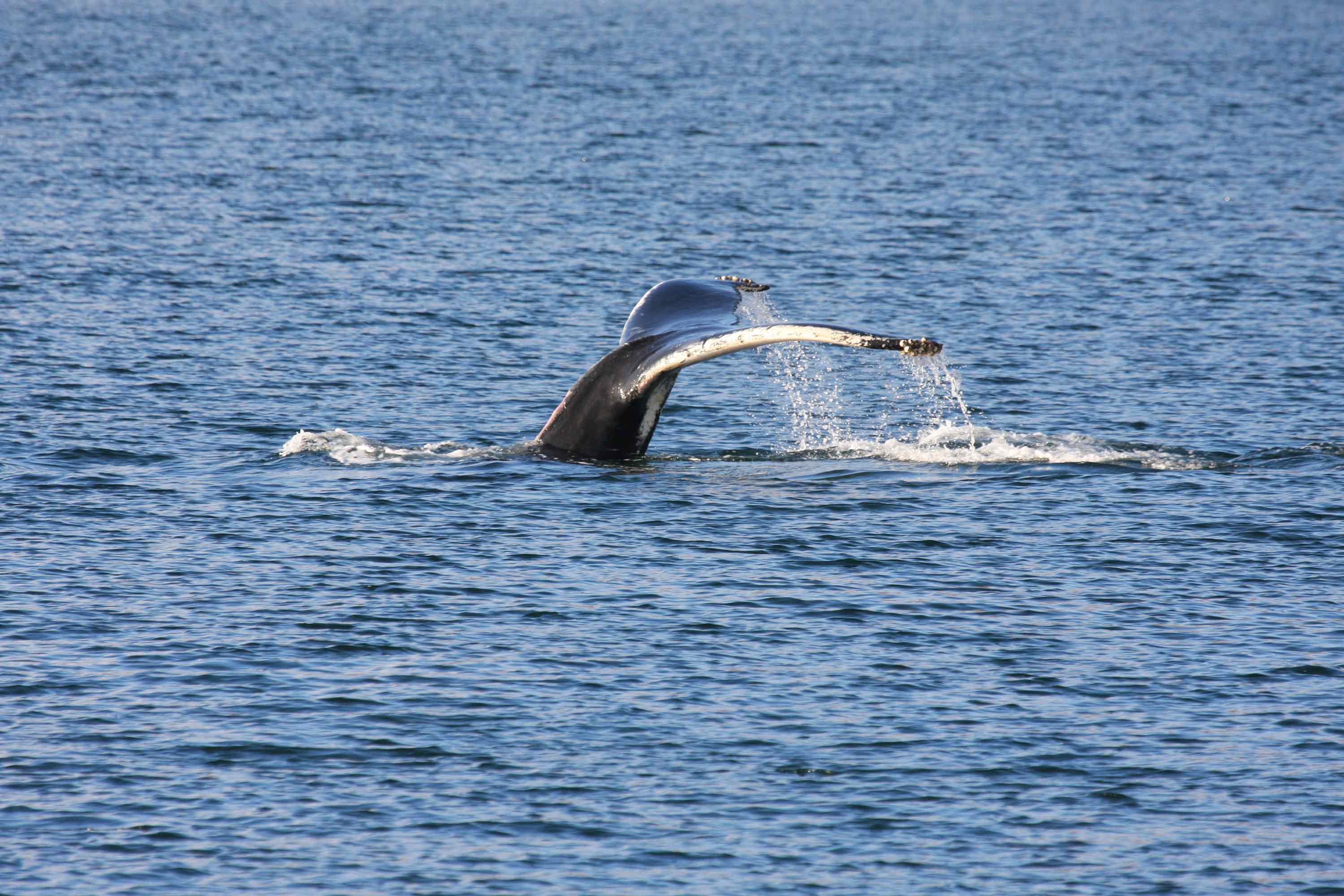 See Whales on a Boat Tour with Stardust Boat Trips from Portree on the Isle of Skye