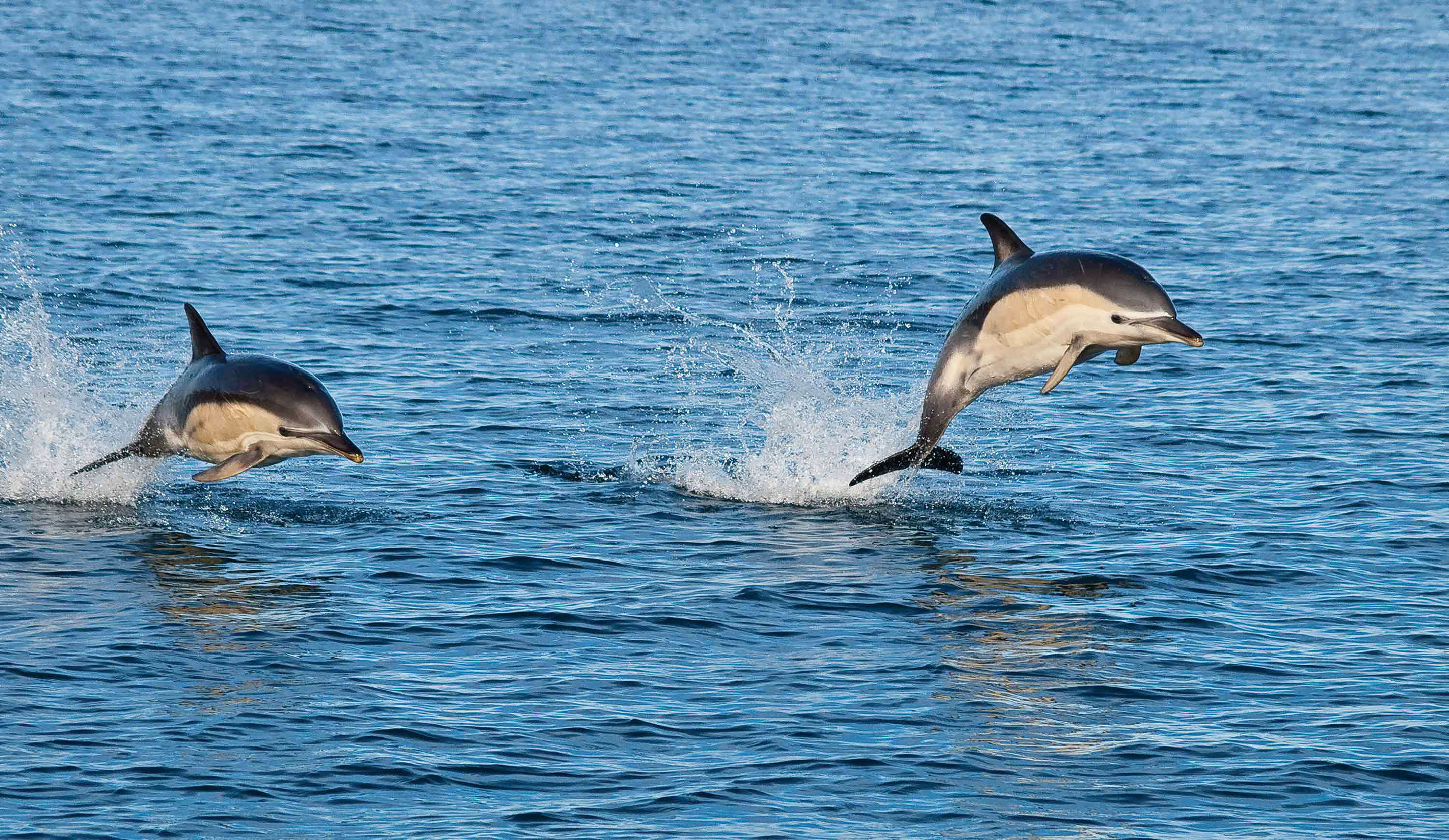 See Wildlife on an Isle of Skye Boat tour with Stardust Boat Trips including Dolphins