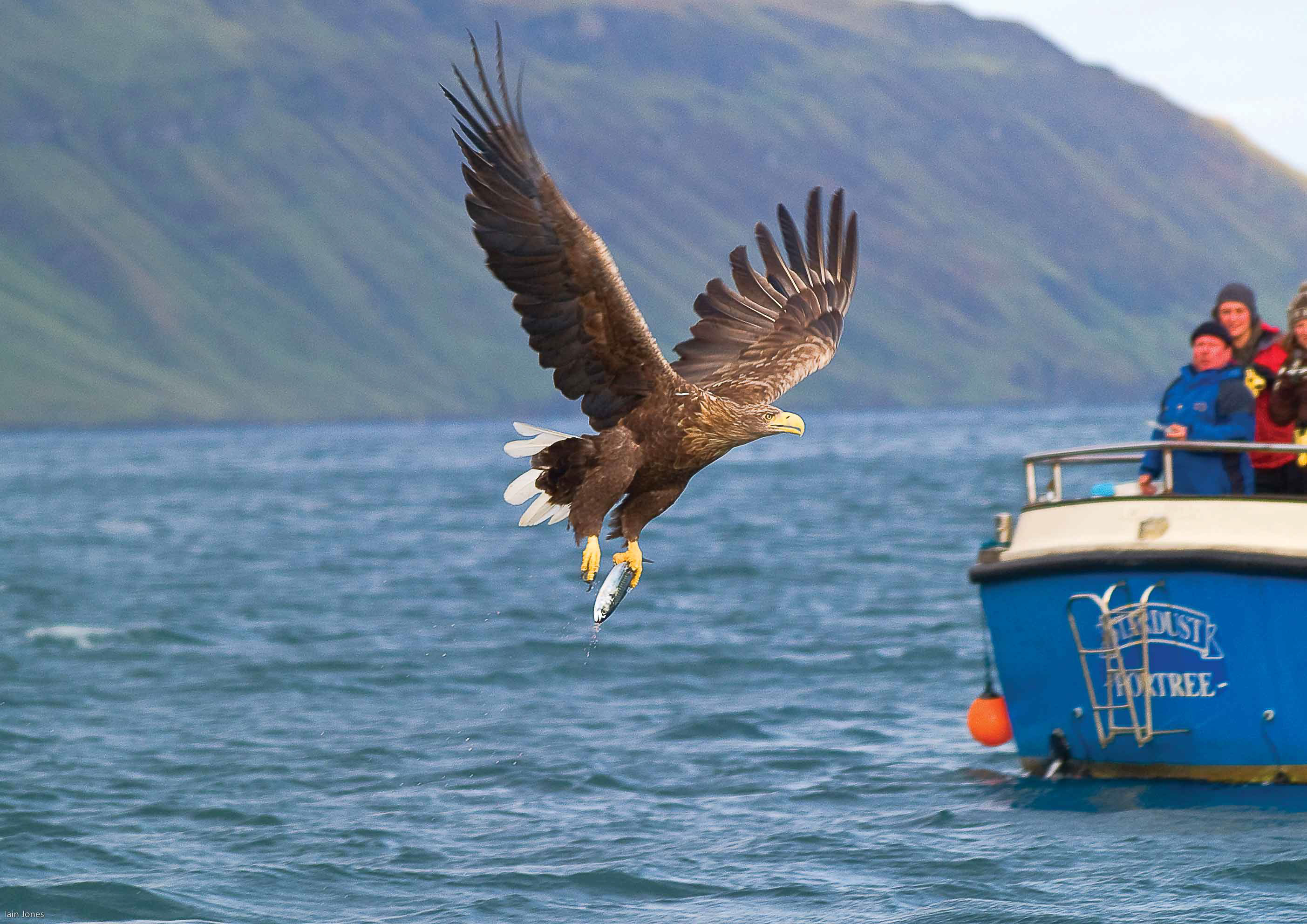 See Sea Eagles on the Isle of Skye on a tour with Stardust Boat Trips