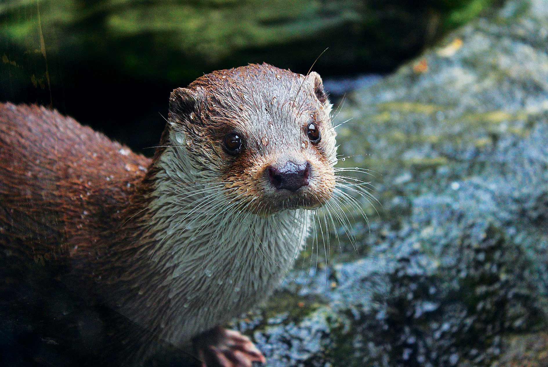 See Otters on a Boat Tour with Stardust Boat Trips from Portree on the Isle of Skye