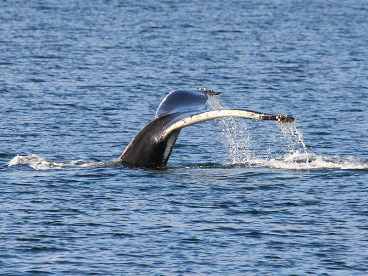 A whale's tail emerges from the ocean water.