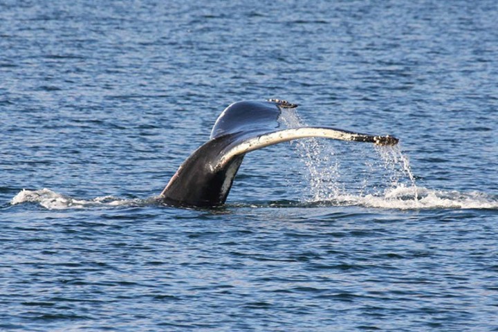A whale's tail emerges from the ocean water.