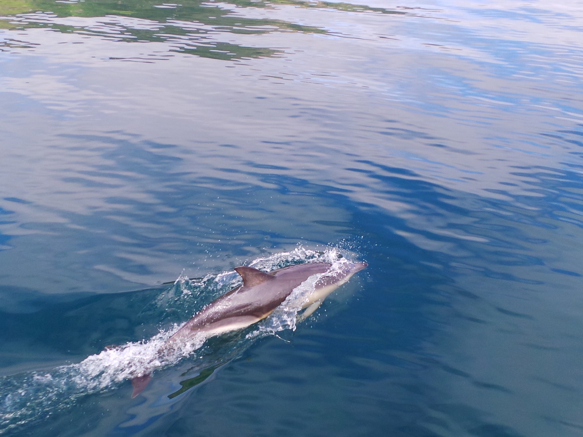 Two dolphins swimming in clear blue water with reflections.