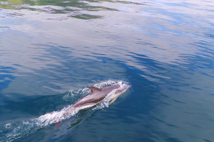 Two dolphins swimming in clear blue water with reflections.