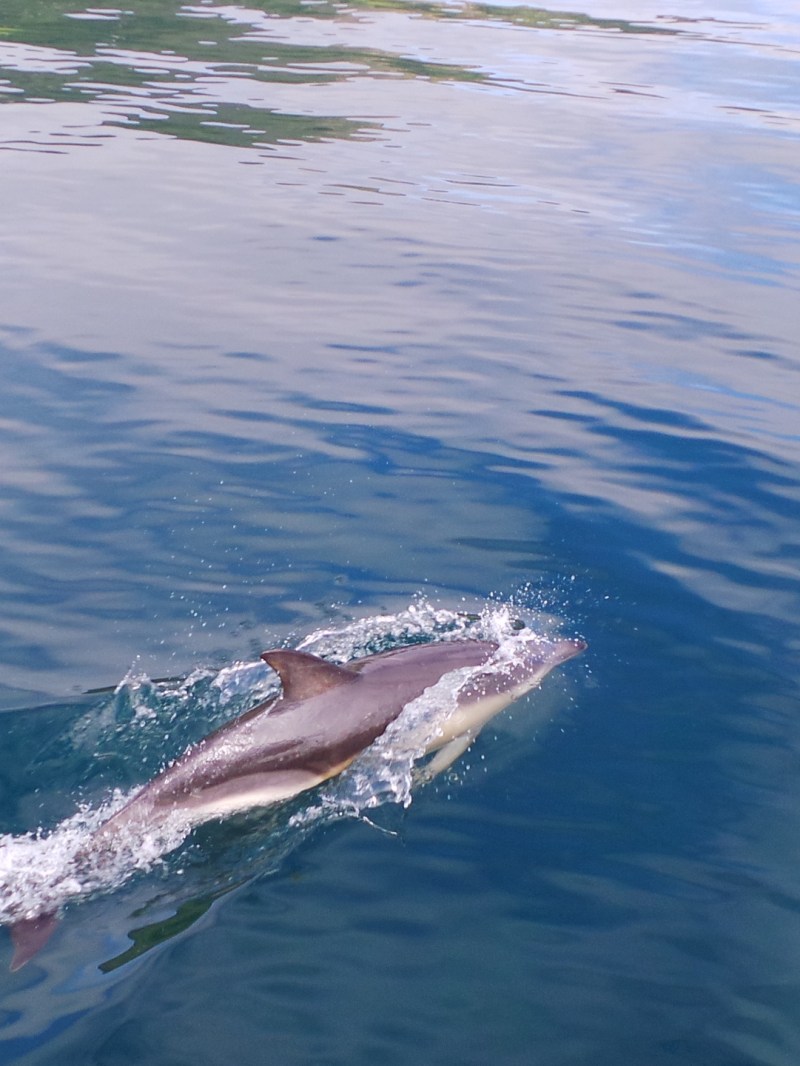 Two dolphins swimming in clear blue water with reflections.