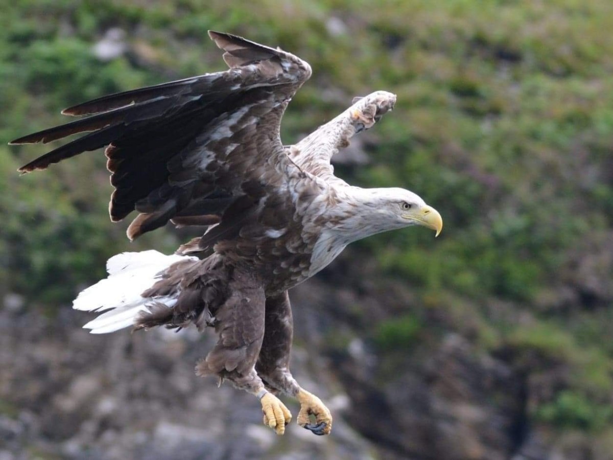 Eagle mid-flight with wings spread, against a rocky green background.