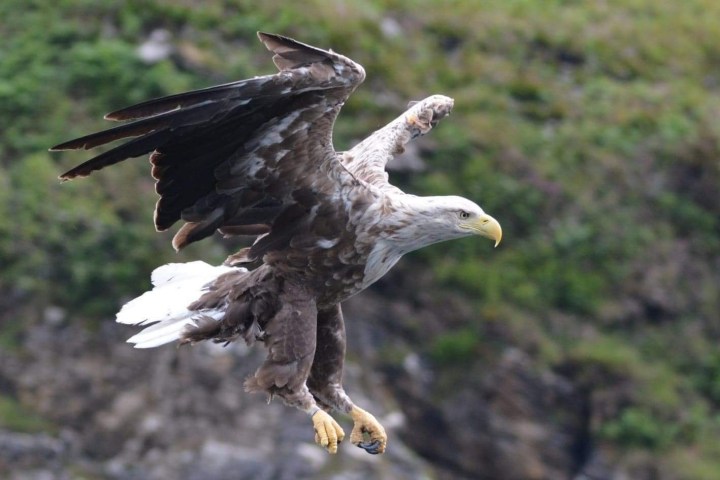 Eagle mid-flight with wings spread, against a rocky green background.