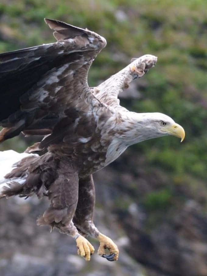Eagle mid-flight with wings spread, against a rocky green background.
