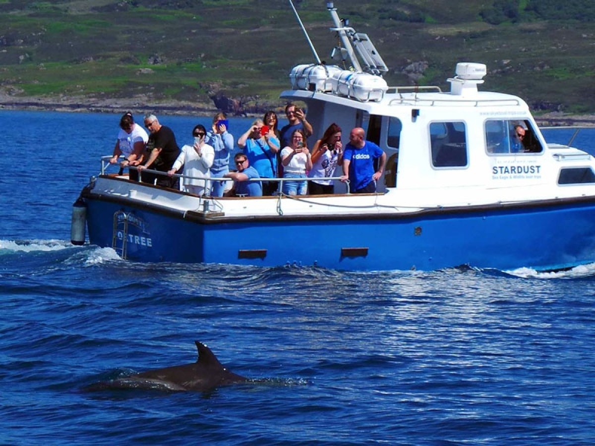 Tourists on a boat watching a dolphin swimming in the ocean.