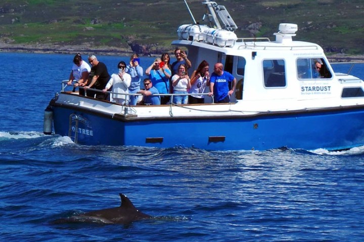 Tourists on a boat watching a dolphin swimming in the ocean.