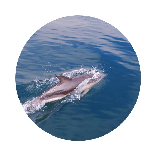 Dolphin swimming in clear blue water, creating a splash.