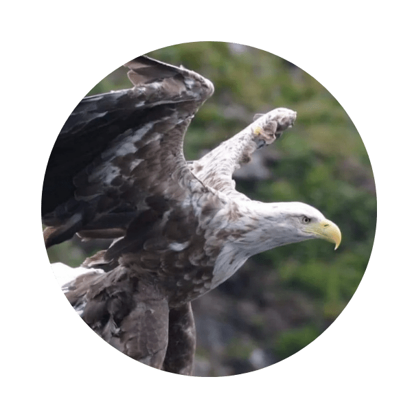 Eagle in flight against a blurred natural background.