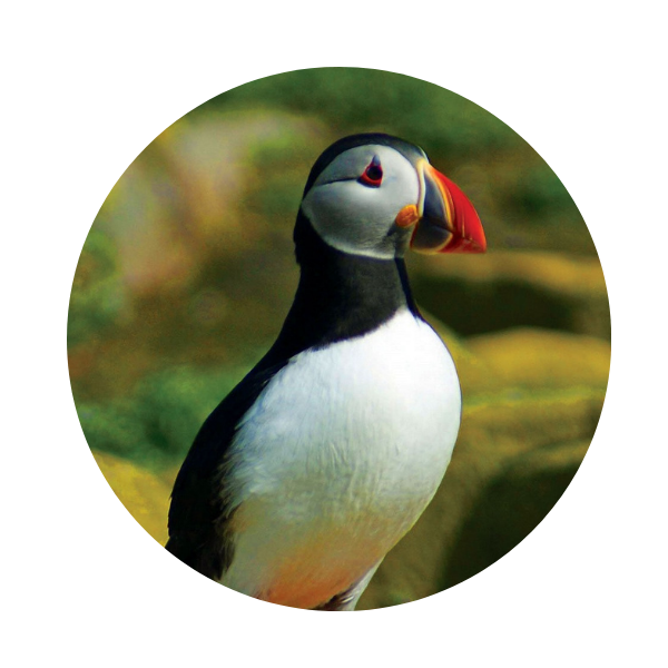 Puffin standing on a rock with a blurred green background.