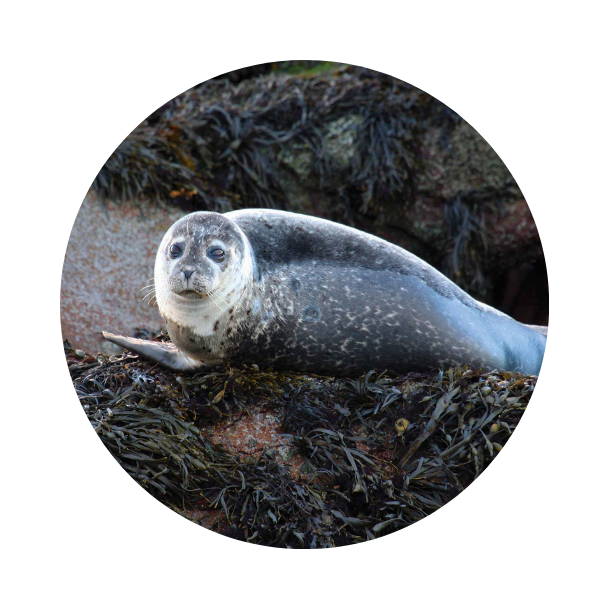 Seal resting on rocks surrounded by seaweed.