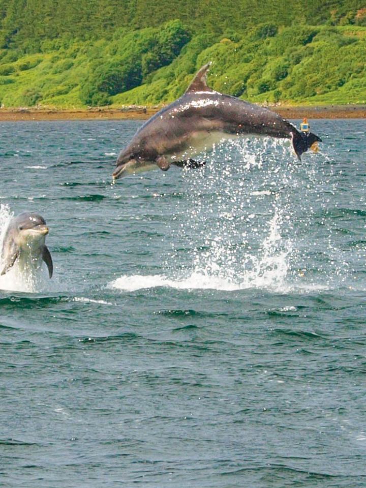 Two dolphins jumping out of the water near a green forested shore.