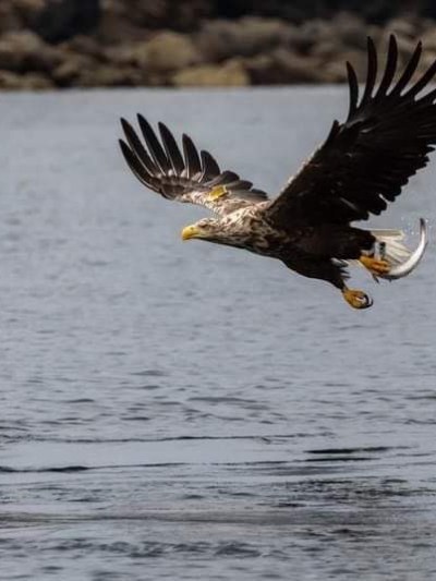 Eagle flying over water with a fish in its talons.