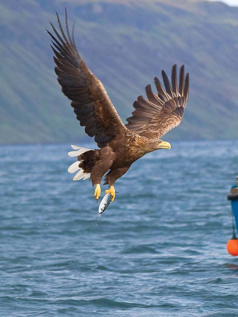 Eagle flying over water with prey, near a boat with people observing.