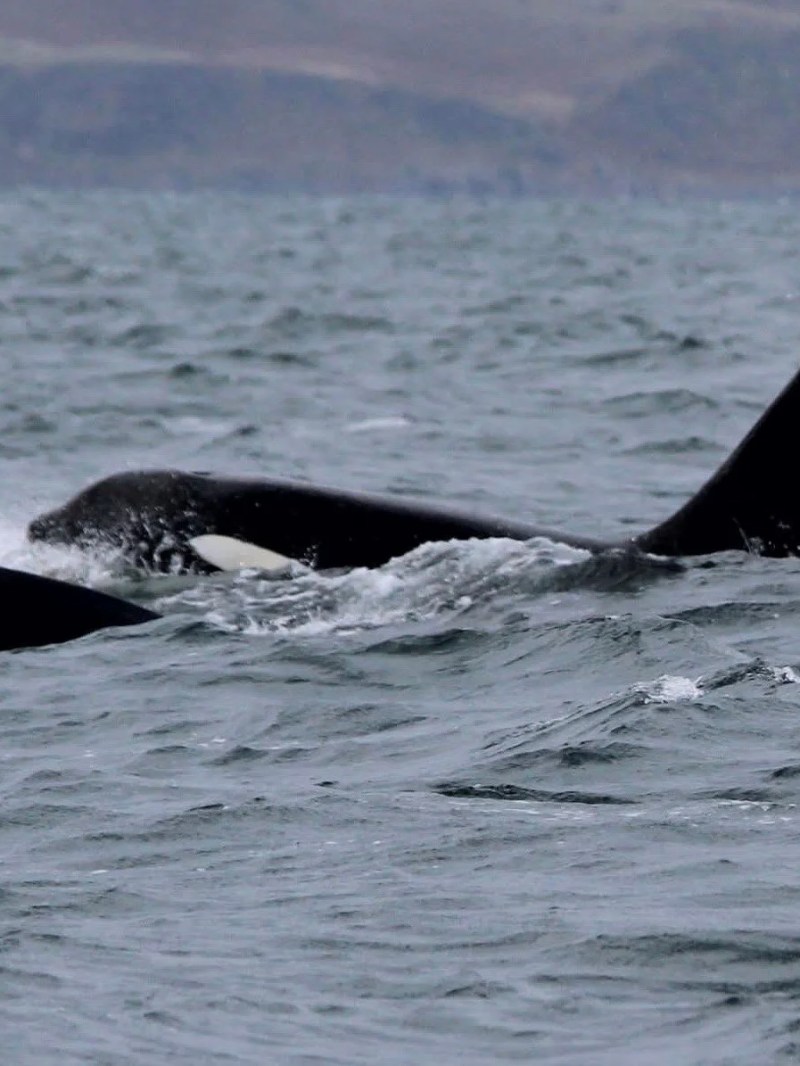Two orcas with dorsal fins above water surface