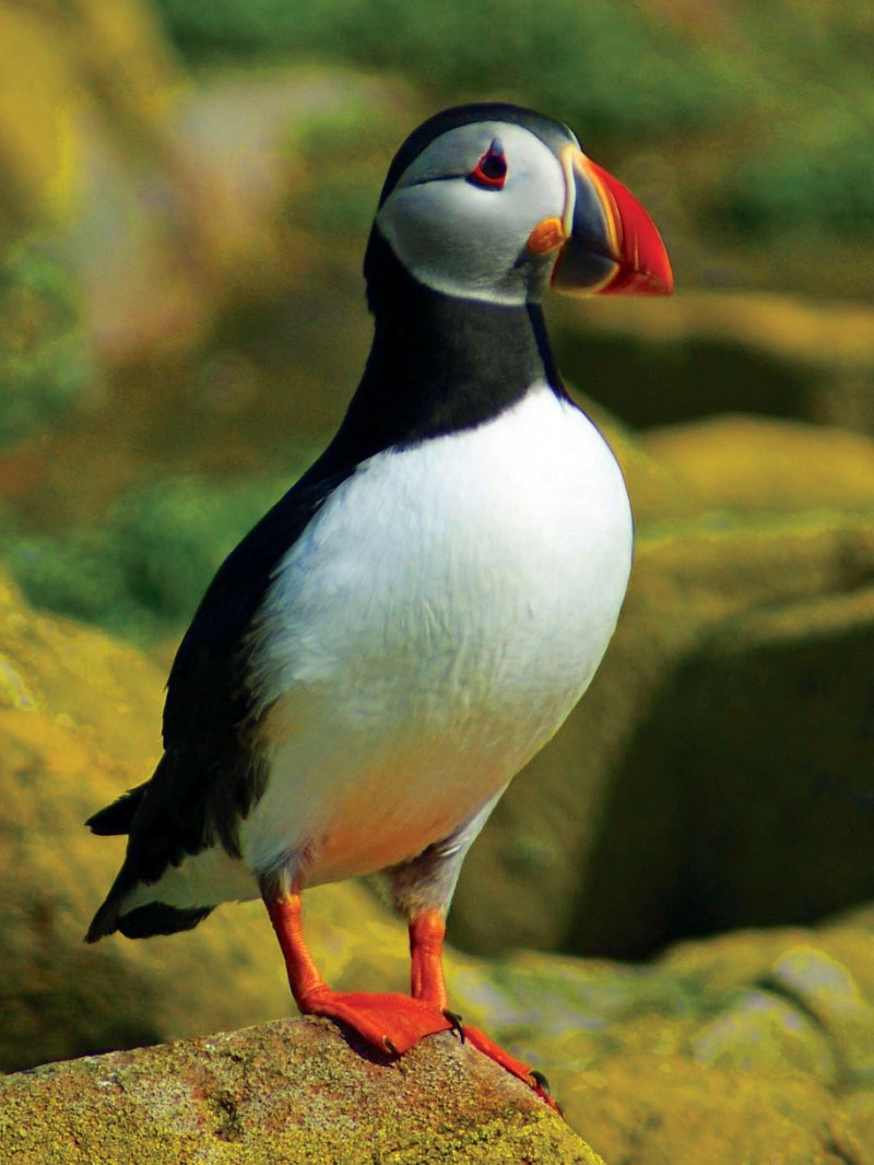 A puffin standing on a rock with a green blurred background.
