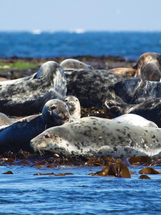 Group of seals lying on seaweed-covered rocks by the ocean.